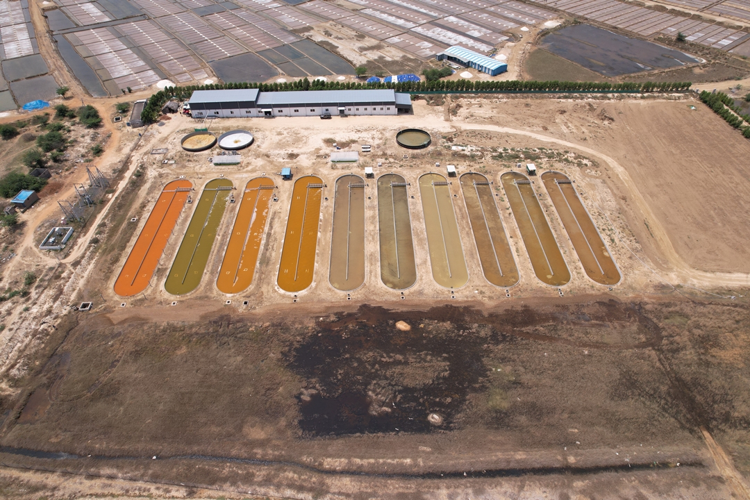 Aerial view of the Glaukos Algae Dunaliella salina raceway ponds